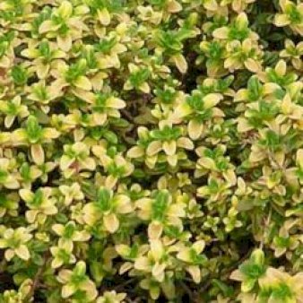 Citron timian 'Aureus' 0,8 liter potte