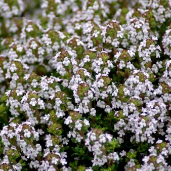 Havetimian 'Compactus'