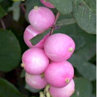 Snebær 'Magic Berry' Potte 1,5 liter