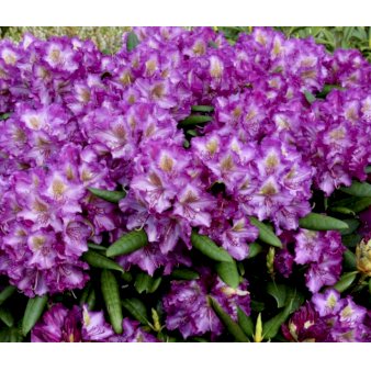 Bohlken's Lupinenberg' - Rhododendron - Plantetorvet.dk