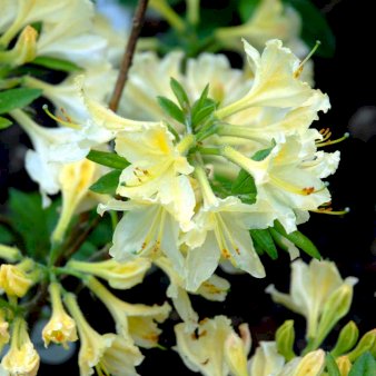 RHODODENDRON 'DAVIESII' 5 Liter potte