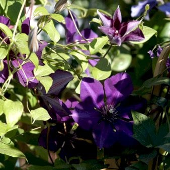 Klematis 'Gipsy Queen' Potte 2,0 liter,- 40-60 cm.