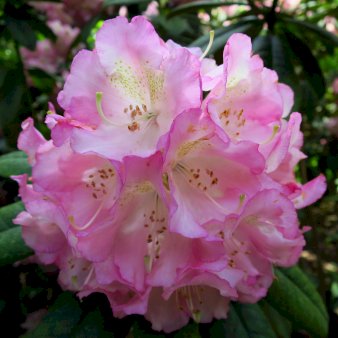 Brigitte Insigne' - Rhododendron - Plantetorvet.dk