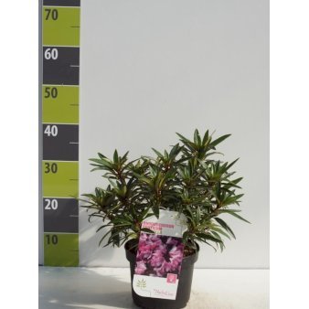 'Graziella' (bruges ikke) 2 Liter potte