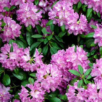 'Roseum Elegans' Potte 5,0 liter,- 30-40 cm.
