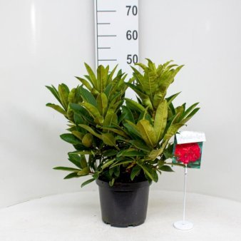 'Wilgen's Ruby' 5 Liter potte