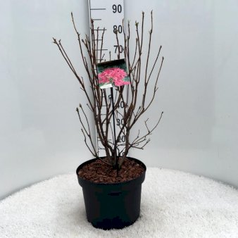 'Homebush' Potte 10 liter 50-60 cm.