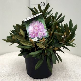 'Caroline Allbrook' Potte 10 liter 40-50 cm.