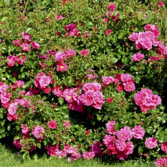Bunddækkerose 'Heidetraum'