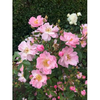 ROSA 'I NEED YOU'