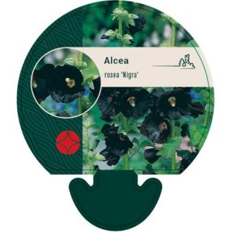 Stokrose 'Nigra'
