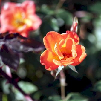 Warm Welcome rose