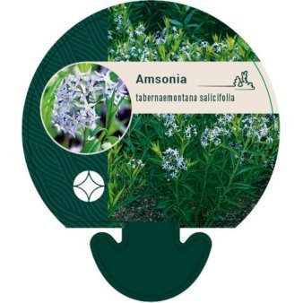 Amsonia tabernaemontana (salicifolia)