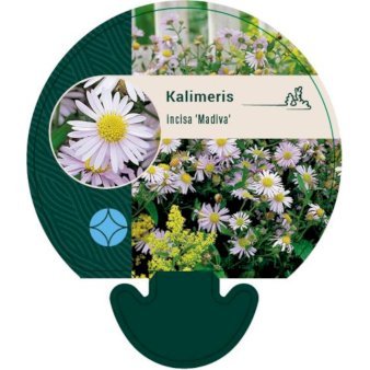 KALIMERIS INCISA 'MADIVA'