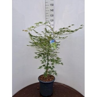 Japansk Dværgahorn Potte 15 liter,- 80-100 cm.