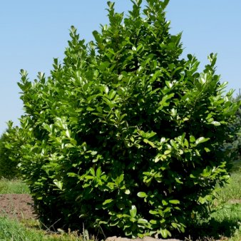 Hæk-Kirsebærlaurbær 'Rotundifolia' Potte 12 liter,- 100-125 cm.