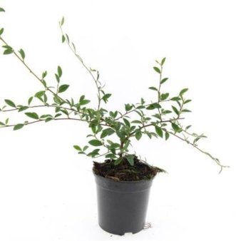 Cotoneaster Salicifolius 'Parkteppich' 1,5 liter potte