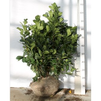 Kirsebærlaurbær 'Etna' Med klump,- 80-100 cm.