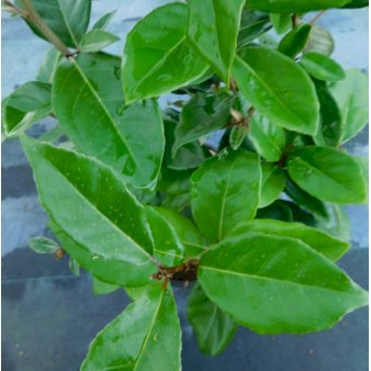 Stenved (Elaeagnus x Ebbingei)