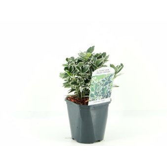 Euonymus Japonicus 'Kathy' 2 Liter potte