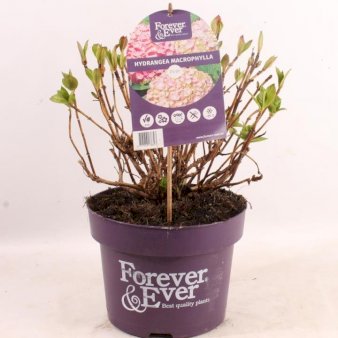 Hydrangea Macrophylla 'Forever Pink'