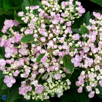Hydrangea Macrophylla 'Ayesha'