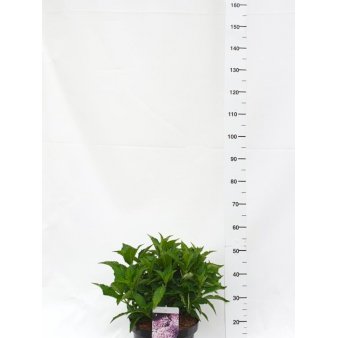 Hydrangea Macrophylla 'Tovelit'