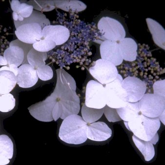 Hydrangea Serrata 'Blue Ann'