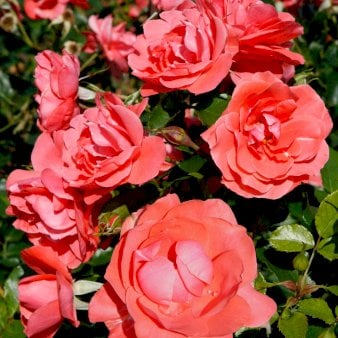 Buketrose 'Riberhus'