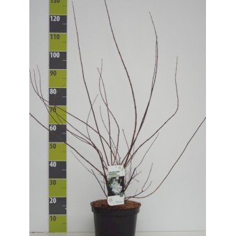 Uægte Jasmin Schneesturm Potte 7,5 liter
