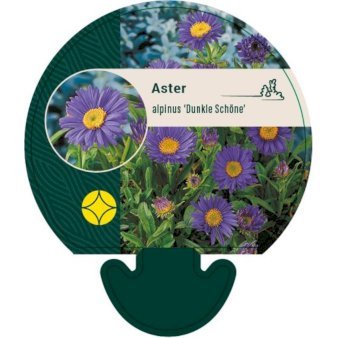 Alpeasters 'Dunkle Schöne'