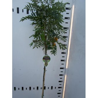 Sorbus 'Autumn Spires' Opstammet 80 cm. 7,5 liter potte