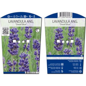 Lavendel 'Dwarf Blue' 11,5 cm. potte