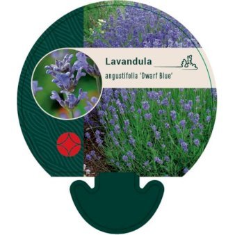 Lavendel 'Dwarf Blue' 0,8 liter potte