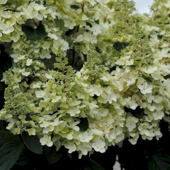 Syrén-Hortensia 'Pinky-Winky' ® Opstammet 90 cm. Potte 10 liter