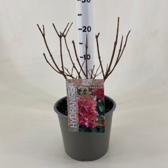 Syrén-Hortensia 'Pinky-Winky' ® 3 Liter potte