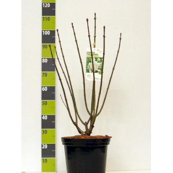 Preston Syren 'Agnes Smith' Potte 12 liter,- 80-100 cm.