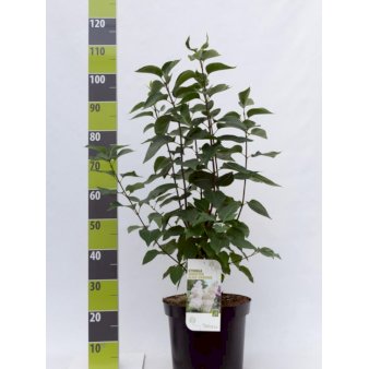 Syringa Vulg. 'Souvenir D'Alice Harding' Potte 12 liter,- 80-100 cm.