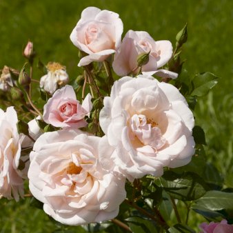 'Rosendal'&trade; A-Kvalitet,- barrods roser min. 3 grene