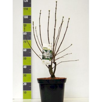 Syringa Vulgaris 'Monique Lemoine' Potte 12 liter,- 80-100 cm.