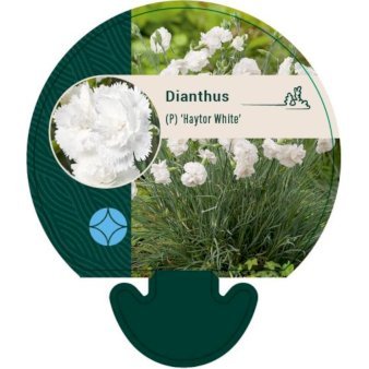 Fjernellike 'Haytor White'