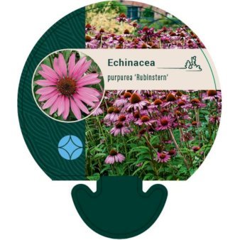 Solhat 'Rubinstern' 0,8 liter potte