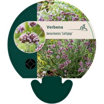 Kæmpe Verbena 'Lollipop' 0,8 liter potte