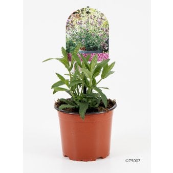 Kæmpe verbena 'Lollipop'