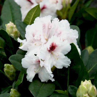 'Hachmann's Picobello' Potte 5,0 liter,- 30-40 cm.