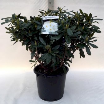 'Madame Masson' Potte 30 liter,- 80-100 cm.