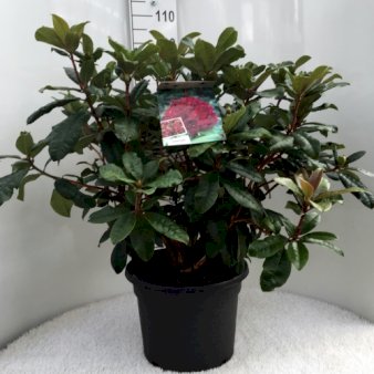 RHODODENDRON 'MOSERS MAROON' Potte 20 liter,- 60-80 cm.