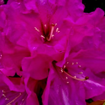 'Pearce's American Beauty' 5 Liter potte