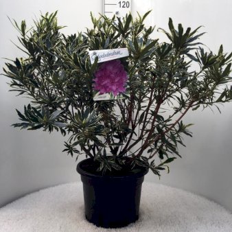 RHODODENDRON 'VARIEGATUM' Potte 20 liter,- 60-80 cm.