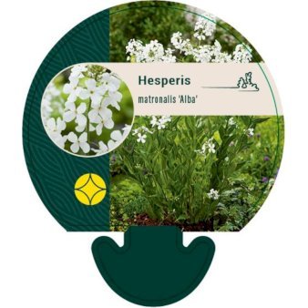 Natviol 'Alba'